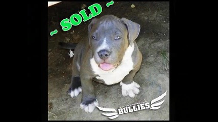 * Bully Pitbull . . . [ h ] ` pupple