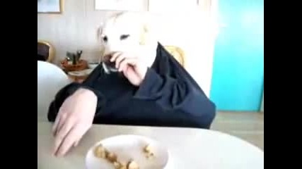 100 % Смях - Лабрадор