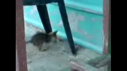 Котенца