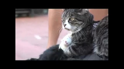 Кучета, котки и плъхове