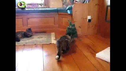 Тая котка остана с един живот по малко
