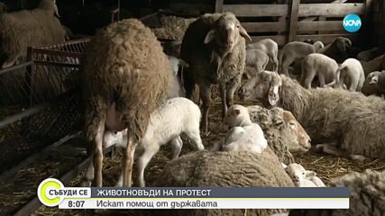 Животновъдите отново излизат на протест