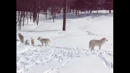 Красиви арктически вълци вият