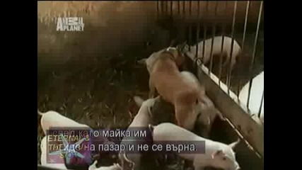 Най - смешните животни на планетата