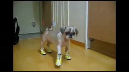 Кучета с чорапи - Смях