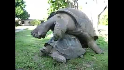 костенурки правят секс18 