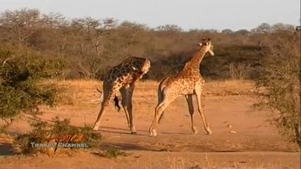 Танцуващи Жирафи ( Национален Парк Крюгер - Африка)