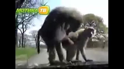 Много, много, много луди маймуни!
