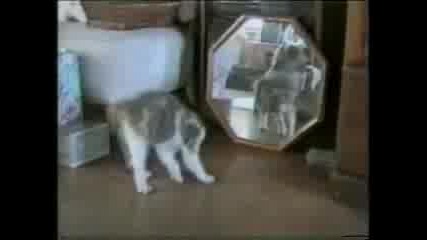 kotki :d