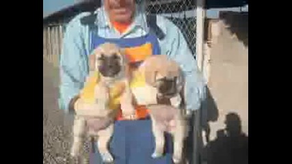 Turkish Shepherd Dogs - Kangal