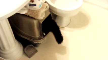 Funny Cat Max vs The Cat Box * High Quality *