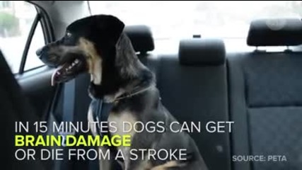 Не оставяйте кучето си в колата