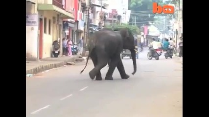 Побеснял слон смачка човек