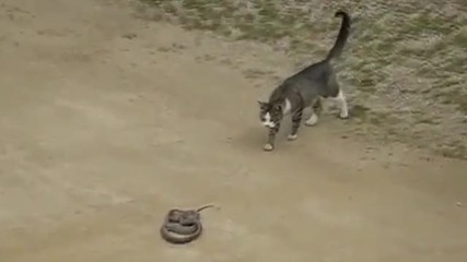 Котка срещу змия