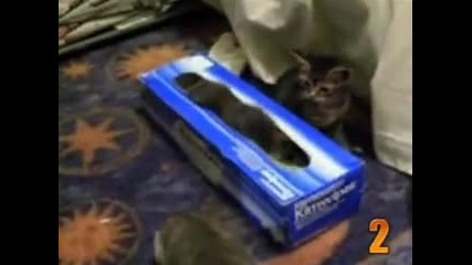 Топ 10 Сладки Котенца ^^