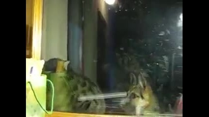 Куче и коте бокс