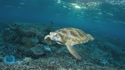 Chill Turtle Takes GoPro on Leisurely Swim