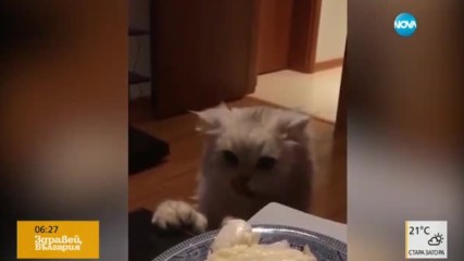 Какво правят котките, когато видят нещо вкусно на масата?