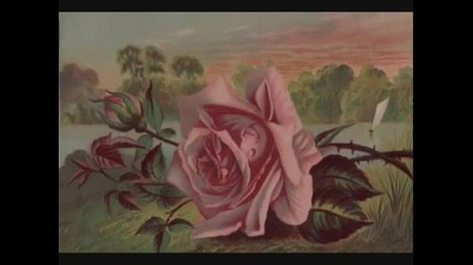 Don Williams - The Rose Now With Lyrics 