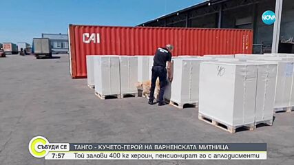 Танго – четириногият митничар, който спря рекордни количества наркотици