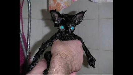 Котенца