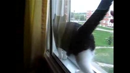 Котка Заклещена М/у Прозорец