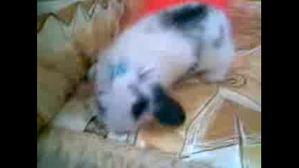 zaio