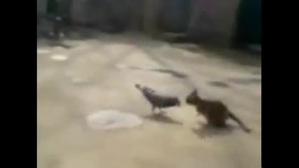 Гълъб напада котка 
