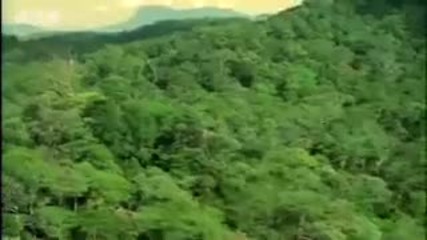 Threat of Orangutan extinction - Apes in Danger - Bbc wildlife 
