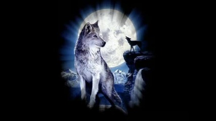 bate pe60 Tina - Wolf