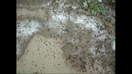 Обиване на мравки в блендер 