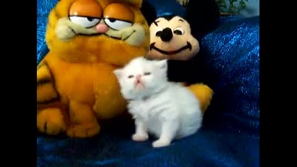 Cute Kitten, Little Meows