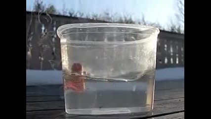 Яко ! пеперуда във вода ... ( забавен кадър )