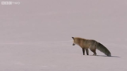 Bbc - Ненормално ловка лисица 