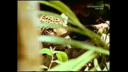 Jaguar the real king of the jung