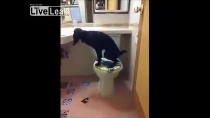 Куче пишка и си пуска водата
