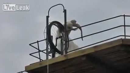 Умните кози