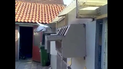 Турски Гълъби Мардин