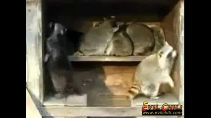 Еноти Си Правят Парти