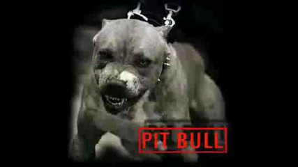 pitbul dog 