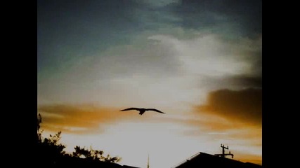 Gary Moore - Nothing To Loose