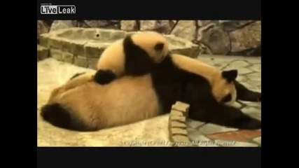 Панда не оставя майка си на спокойствие .