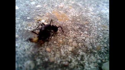 Мравка яде Муха ( Това е Живота Бачо )
