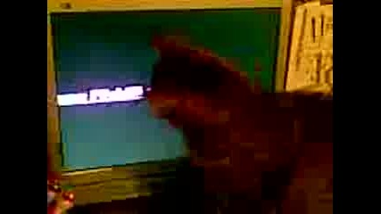 Лудо коте се бие с монитор