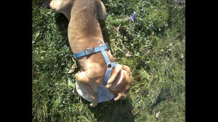 The Dog / Walk princess/ Pitbull