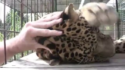 Леопард мърка докато го галят