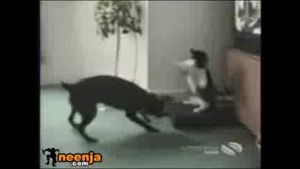 Dogvscatboxing[1]