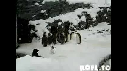Гледайте - най - веселият пингвин !!! 