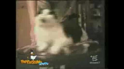 Crazy Cat