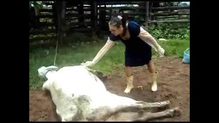 Не буди крава супер агент!!!